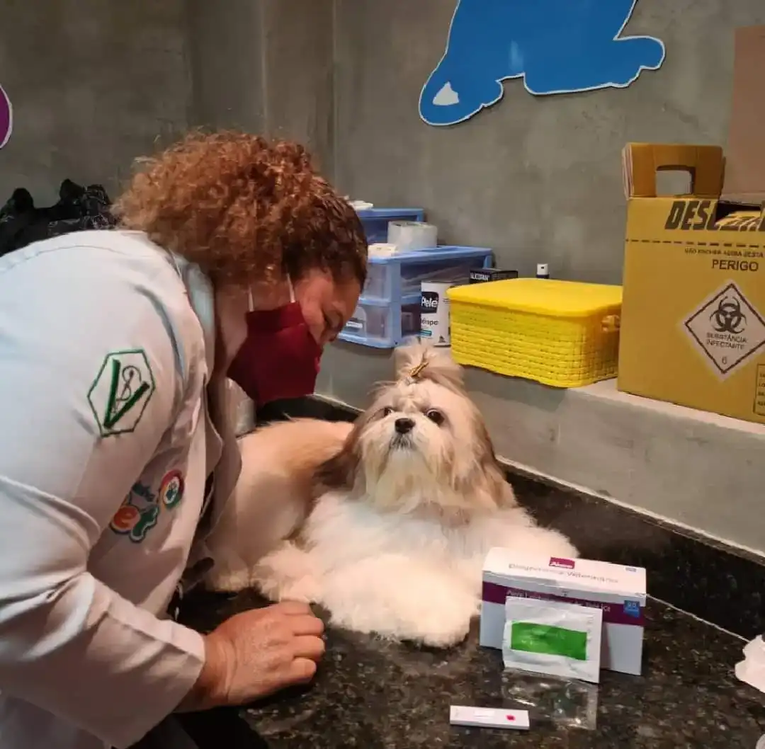 Dra. Luciana Pessoa atendendo um shih tzu